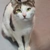 Griss - Glückkatze sucht ihr Familie