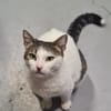 Griss - Glückkatze sucht ihr Familie