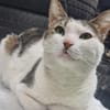 Griss - Glückkatze sucht ihr Familie
