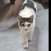 Griss - Glückkatze sucht ihr Familie
