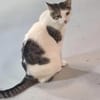 Griss - Glückkatze sucht ihr Familie