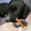 Pebbles, kleiner Welpe sucht sein Glück