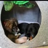 Pebbles, kleiner Welpe sucht sein Glück