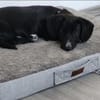 Pebbles, kleiner Welpe sucht sein Glück