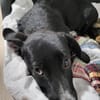 Pebbles, kleiner Welpe sucht sein Glück