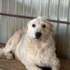 Lana, sucht dringend ein Zuhause