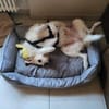 Lana, sucht dringend ein Zuhause