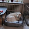 Lana, sucht dringend ein Zuhause