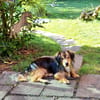 Gimmy, wunderschönes Zwerglein