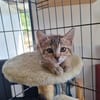 ARTEMIS