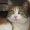 MINETTE