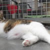 MINETTE