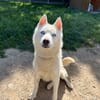 LASKA