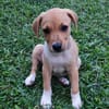 Théa, femelle berger, née le 25/03/2025 🐶