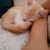 Arya, la belle minette