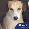 Bambi