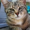 Verschmuste, fröhliche Katze Zoe
