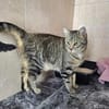 Verschmuste, fröhliche Katze Zoe