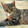 Verschmuste, fröhliche Katze Zoe