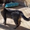 Junge, fröhliche Katze Tirana