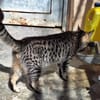 Junge, fröhliche Katze Tirana