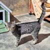 Junge, fröhliche Katze Tirana