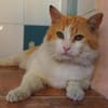 Freundlicher Kuschelkater Dolar