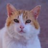 Freundlicher Kuschelkater Dolar