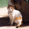 Freundlicher Kuschelkater Dolar