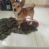 Frodo sucht ein neues Zuhause
