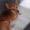 Frodo sucht ein neues Zuhause
