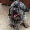 Liebenswerte Grey sucht Familie