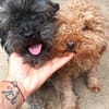 Liebenswerte Grey sucht Familie
