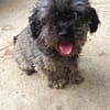 Liebenswerte Grey sucht Familie