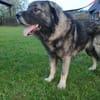 Lino-Kaukasischer Schäferhund