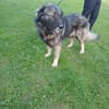 Lino-Kaukasischer Schäferhund