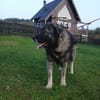 Lino-Kaukasischer Schäferhund