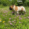 Coco - erwachsener French Bully