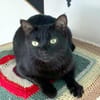 Hübsche Katze Noa