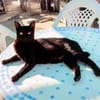 Hübsche Katze Noa