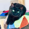 Hübsche Katze Noa