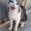 Lebensfrohe Katze Miteka