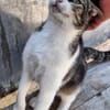 Lebensfrohe Katze Miteka