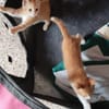 Katzengeschwister Luke & Leia suchen..