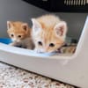 Katzengeschwister Luke & Leia suchen..