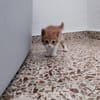 Katzengeschwister Luke & Leia suchen..