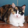 Liebevolle Katzenmama Estela