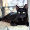 Hübsche, menschenbezogene Katze Cleo