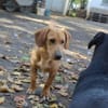 Cooper ist ein Schatz
