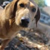 Cooper ist ein Schatz